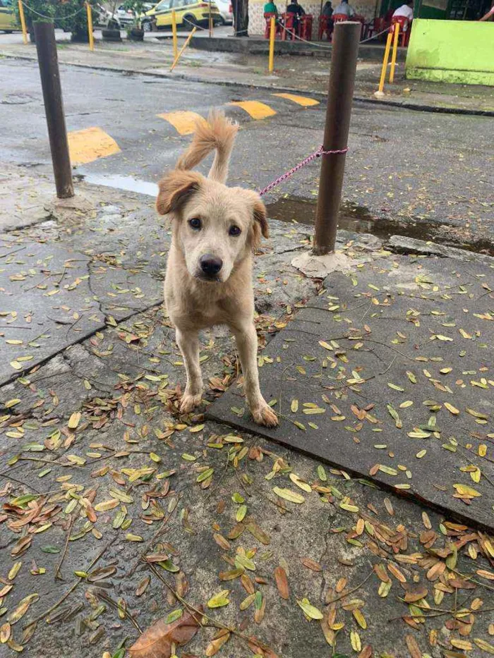 Cachorro ra a SRD idade 2 a 6 meses nome ...
