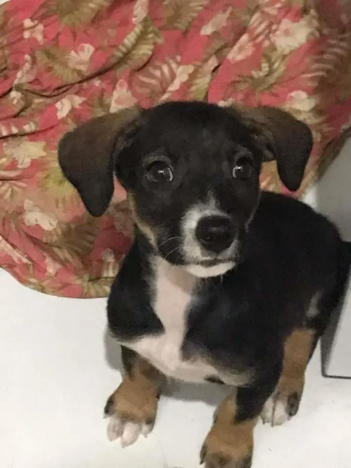 Cachorro ra a SRD-ViraLata idade 2 a 6 meses nome magie