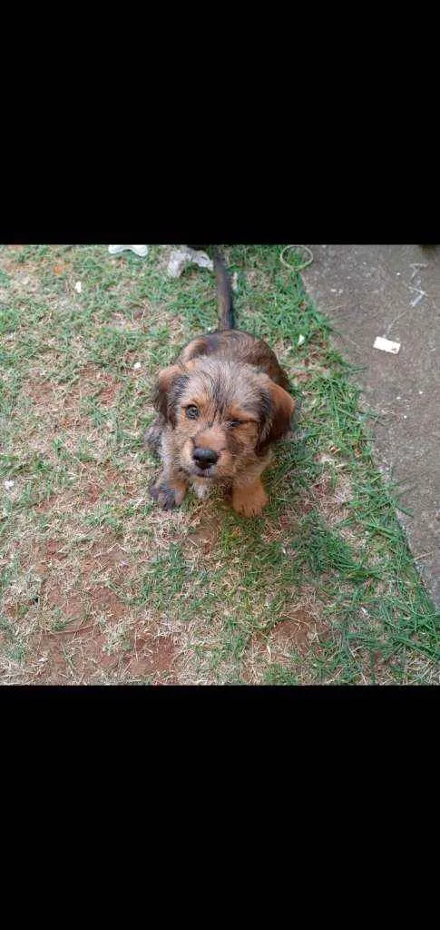Cachorro ra a Srd idade 2 a 6 meses nome Noah