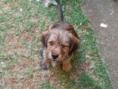 Cachorro ra a Srd idade 2 a 6 meses nome Noah