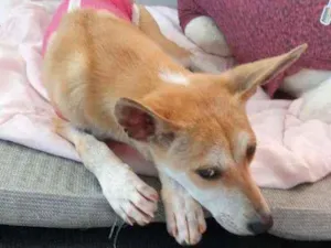 Cachorro raça SRD idade 7 a 11 meses nome Kira