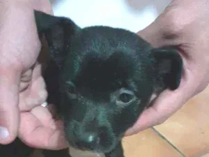 Cachorro raça Srd idade 2 a 6 meses nome Neguinho