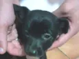 Cachorro raça Srd idade 2 a 6 meses nome Neguinho