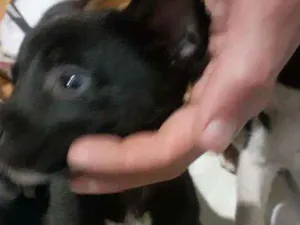 Cachorro raça Srd idade 2 a 6 meses nome Pretinho