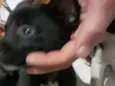 Cachorro raça Srd idade 2 a 6 meses nome Pretinho
