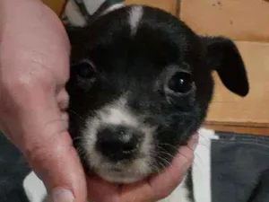 Cachorro raça Std idade 2 a 6 meses nome Branquinha