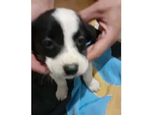 Cachorro raça Srd idade 2 a 6 meses nome Layla
