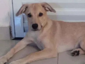 Cachorro raça SRD idade 1 ano nome Apollo