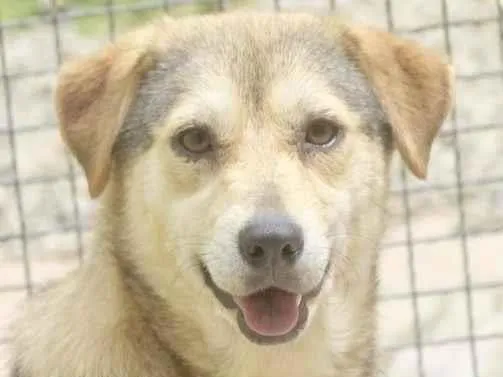 Cachorro raça  idade 2 anos nome DRICA