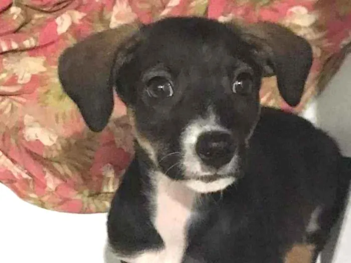 Cachorro ra a SRD-ViraLata idade 2 a 6 meses nome magie