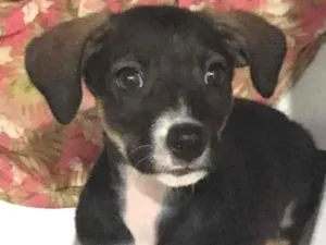 Cachorro raça SRD-ViraLata idade 2 a 6 meses nome magie