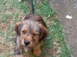 Cachorro raça Srd idade 2 a 6 meses nome Noah