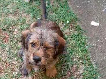 Cachorro ra a Srd idade 2 a 6 meses nome Noah