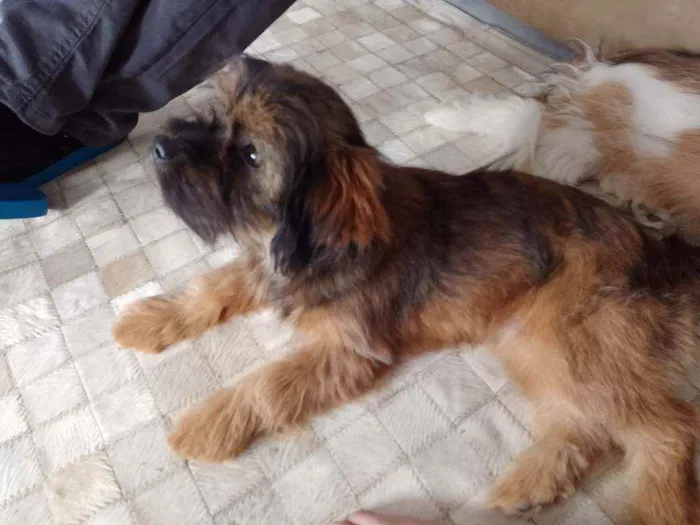 Cachorro raça Srd idade 2 a 6 meses nome Sheldon