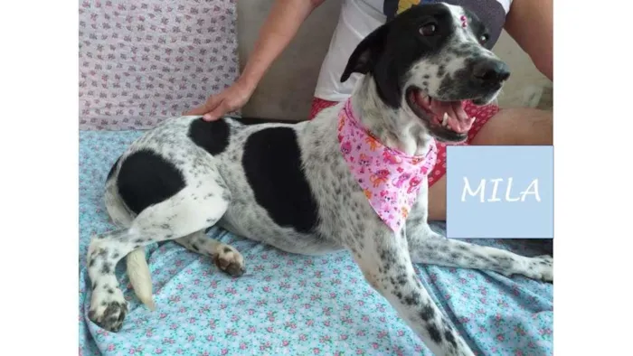 Cachorro ra a SRD-ViraLata idade 1 ano nome Mila