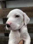 Cachorro raça SRD  idade Abaixo de 2 meses nome Sem Nome