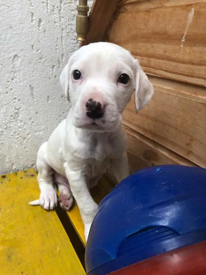 Cachorro raça SRD  idade Abaixo de 2 meses nome Sem Nome