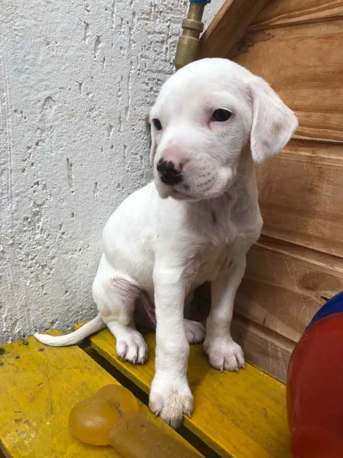 Cachorro raça SRD  idade Abaixo de 2 meses nome Sem Nome