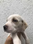 Cachorro raça SRD idade Abaixo de 2 meses nome Sem nome
