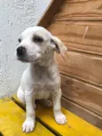 Cachorro raça SRD idade Abaixo de 2 meses nome Sem nome