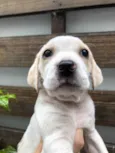 Cachorro raça SRD idade Abaixo de 2 meses nome Sem nome