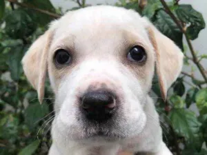 Cachorro raça SRD idade Abaixo de 2 meses nome Sem nome