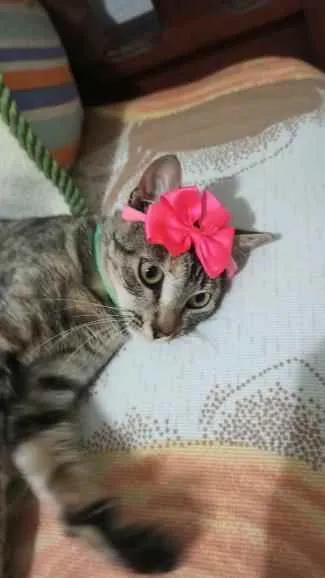 Gato ra a S.R.D. idade 7 a 11 meses nome Amora