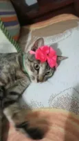Amora