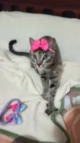 Amora