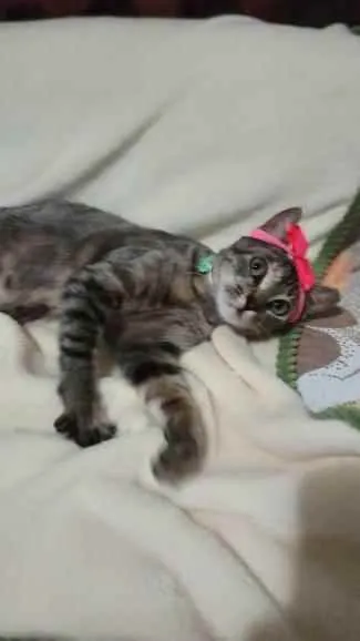 Gato ra a S.R.D. idade 7 a 11 meses nome Amora