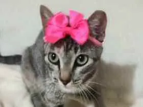 Gato raça S.R.D. idade 7 a 11 meses nome Amora