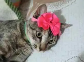 Gato ra a S.R.D. idade 7 a 11 meses nome Amora
