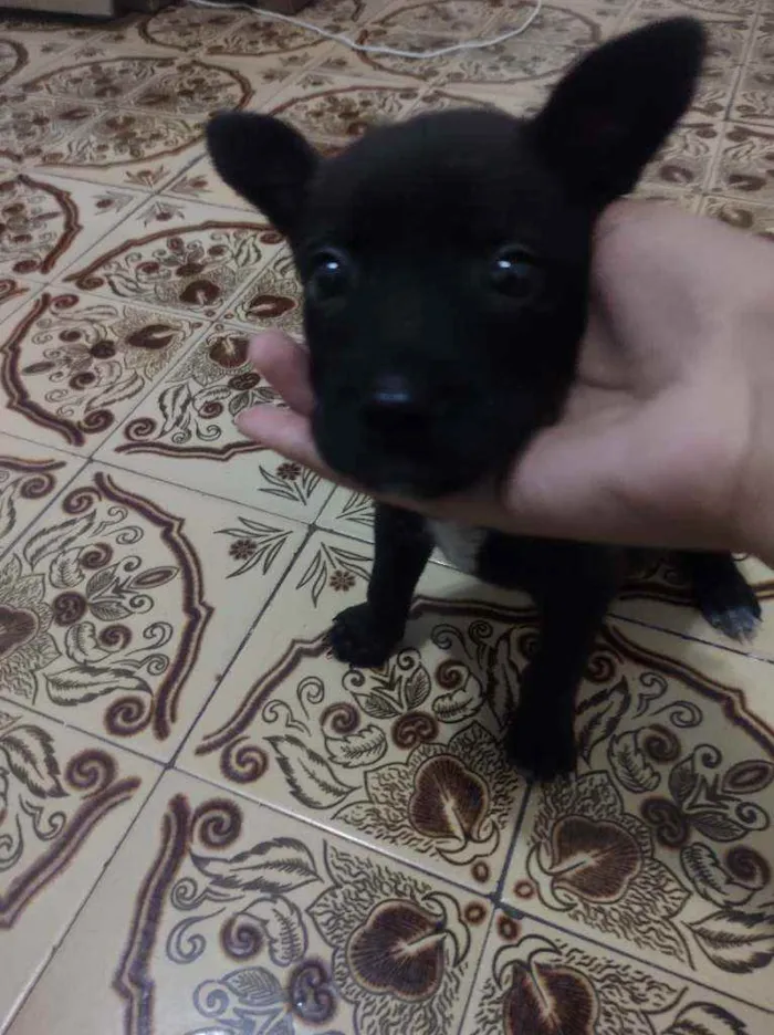 Cachorro ra a Não sei idade Abaixo de 2 meses nome Não tem nome