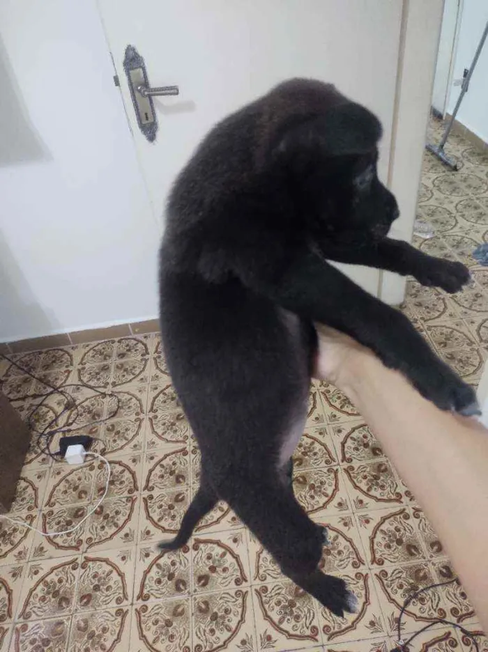 Cachorro ra a Não sei idade Abaixo de 2 meses nome Não tem nome