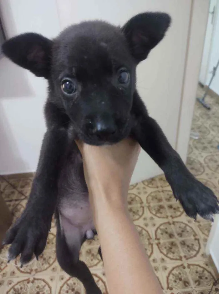 Cachorro ra a Não sei idade Abaixo de 2 meses nome Não tem nome