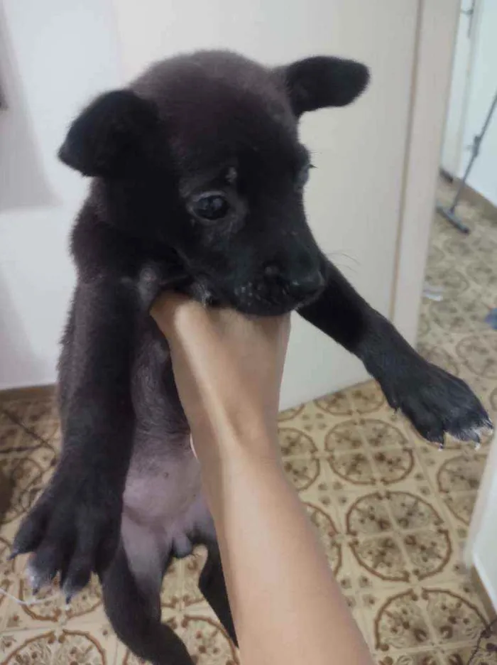 Cachorro ra a Não sei idade Abaixo de 2 meses nome Não tem nome