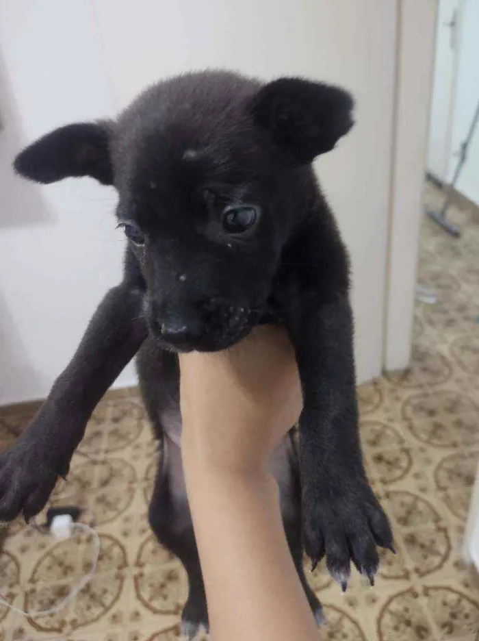 Cachorro ra a Não sei idade Abaixo de 2 meses nome Não tem nome