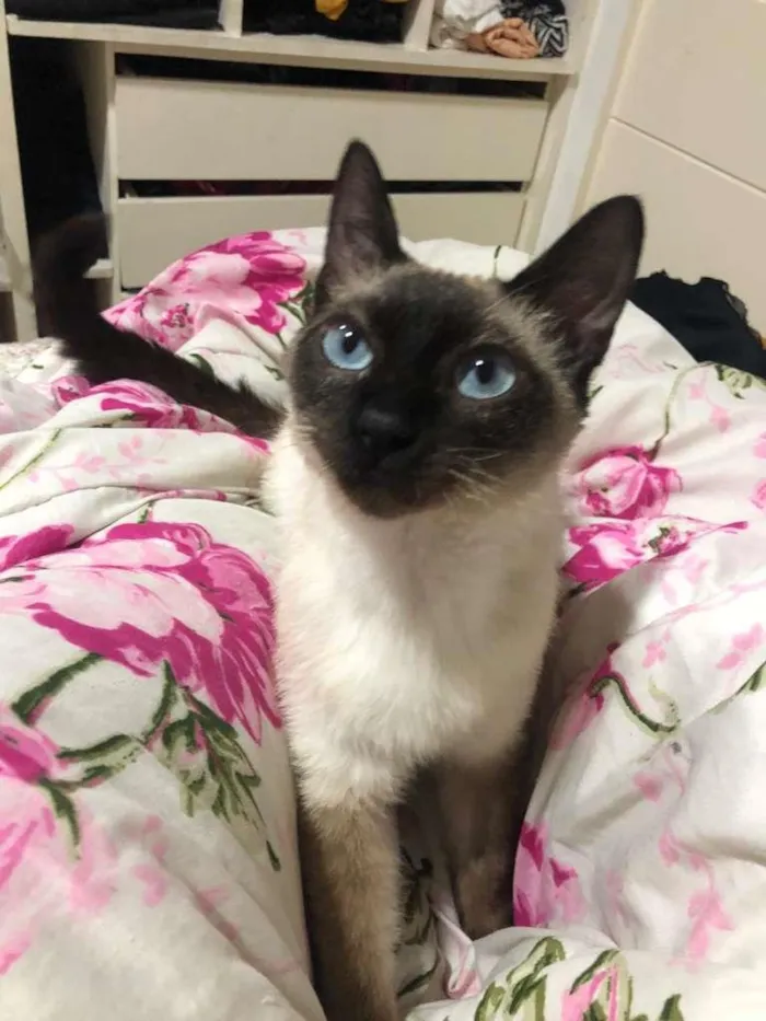 Gato ra a SRD idade 2 a 6 meses nome BALI