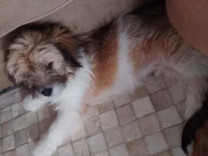 Cachorro raça Srd idade 2 a 6 meses nome Sheldon