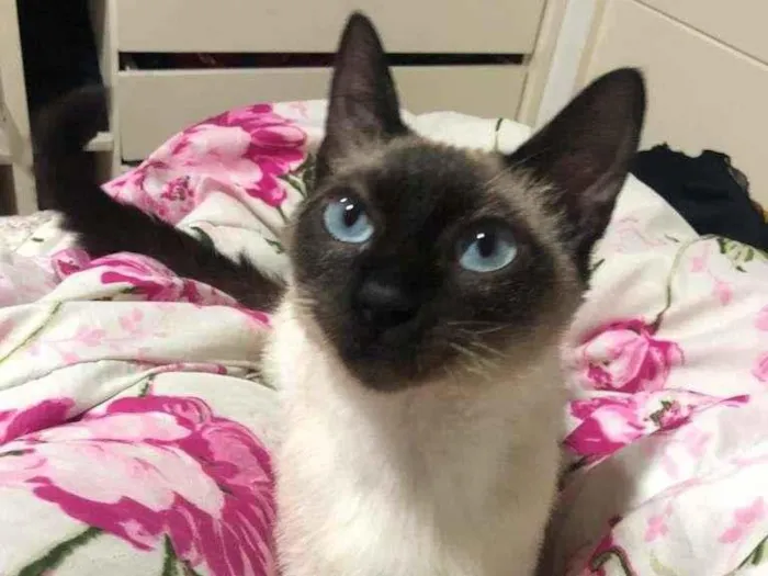Gato ra a SRD idade 2 a 6 meses nome BALI