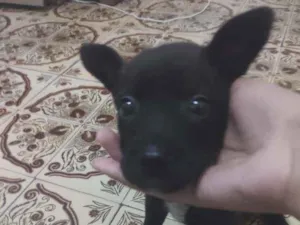 Cachorro raça Não sei idade Abaixo de 2 meses nome Não tem nome
