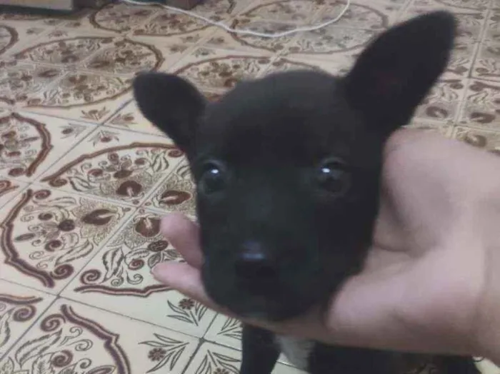 Cachorro ra a Não sei idade Abaixo de 2 meses nome Não tem nome