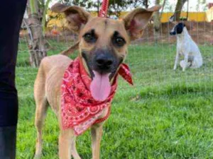 Cachorro raça Srd idade 1 ano nome Scoby