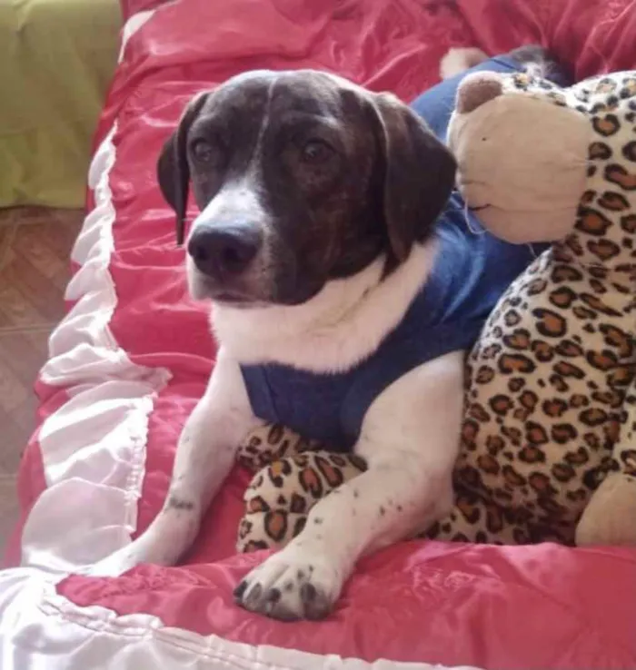 Cachorro ra a Mestiço  idade 1 ano nome Thor 