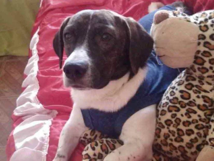 Cachorro ra a Mestiço  idade 1 ano nome Thor 