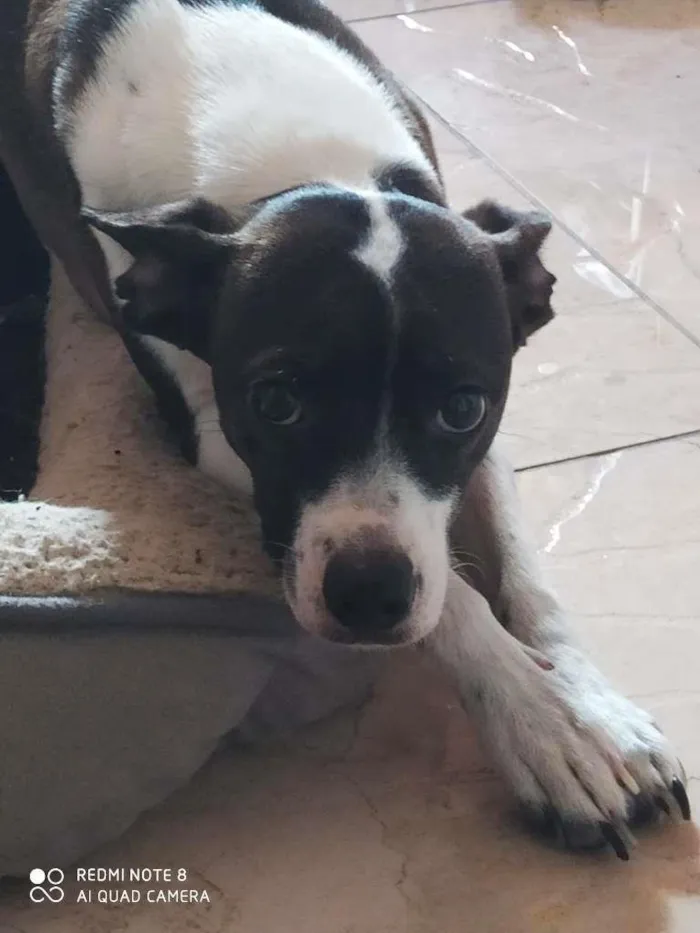Cachorro raça SRD idade 1 ano nome MARIA AMORA