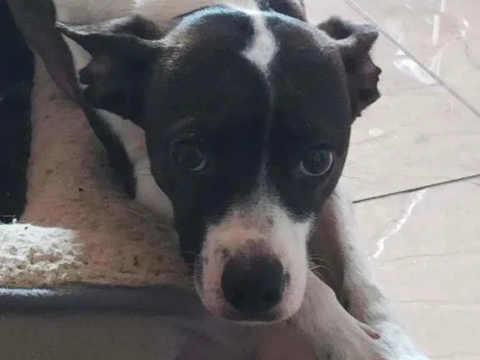 Cachorro raça SRD idade 1 ano nome MARIA AMORA