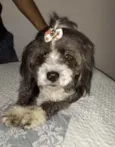 Suzi 