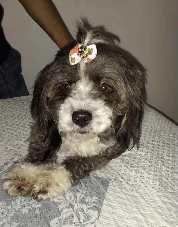 Cachorro ra a Mestiça  idade 7 a 11 meses nome Suzi 