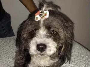 Cachorro raça Mestiça  idade 7 a 11 meses nome Suzi 